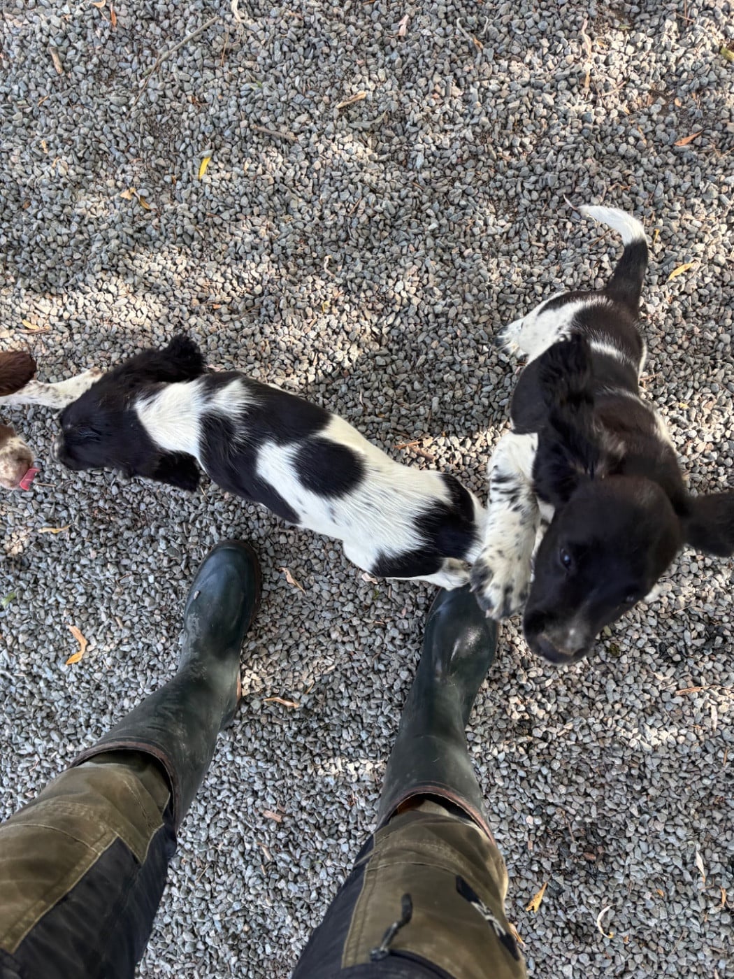 English Springer Spaniel - des Etangs de Dame Blanche