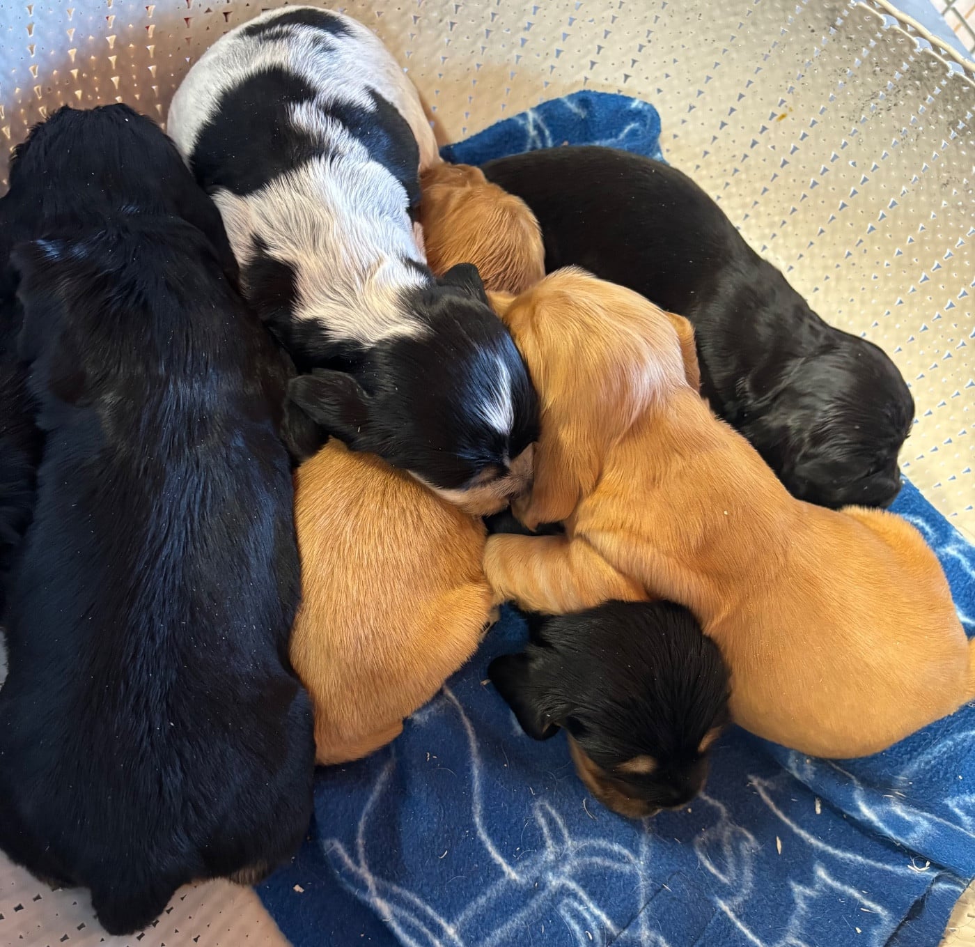Cocker Spaniel Anglais - des Etangs de Dame Blanche