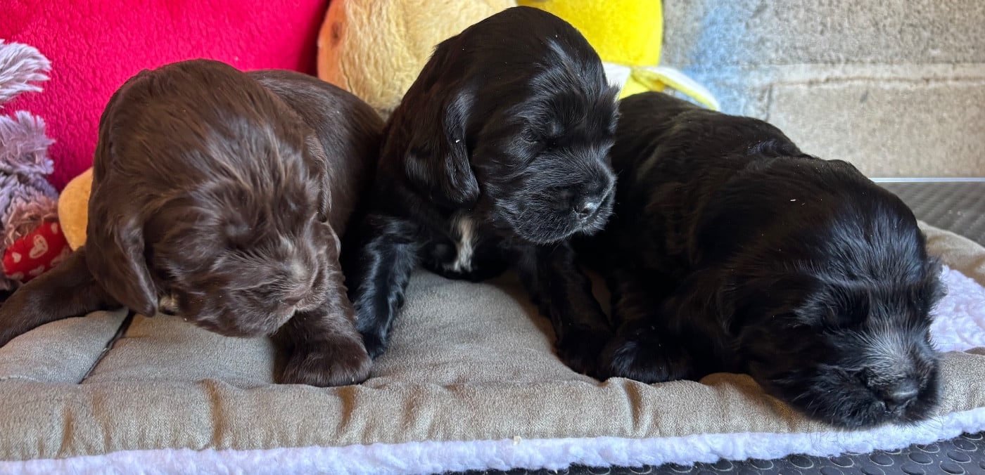 Cocker Spaniel Anglais - des Etangs de Dame Blanche