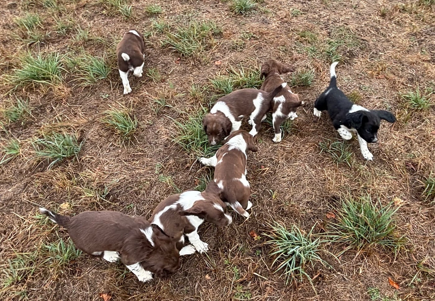 English Springer Spaniel - des Etangs de Dame Blanche