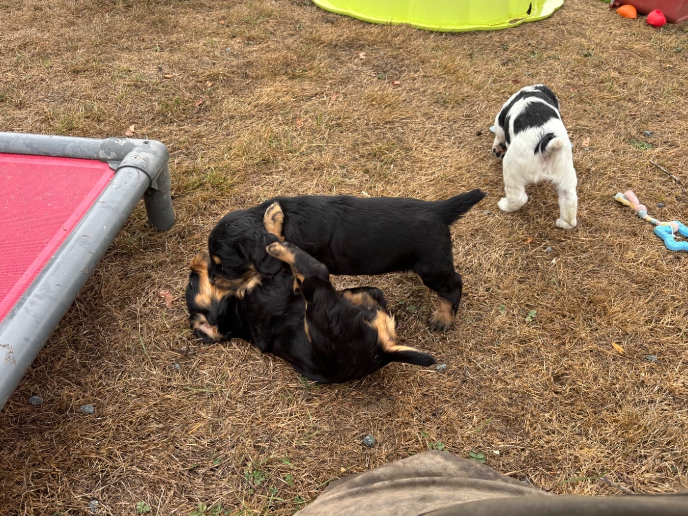Cocker Spaniel Anglais - des Etangs de Dame Blanche