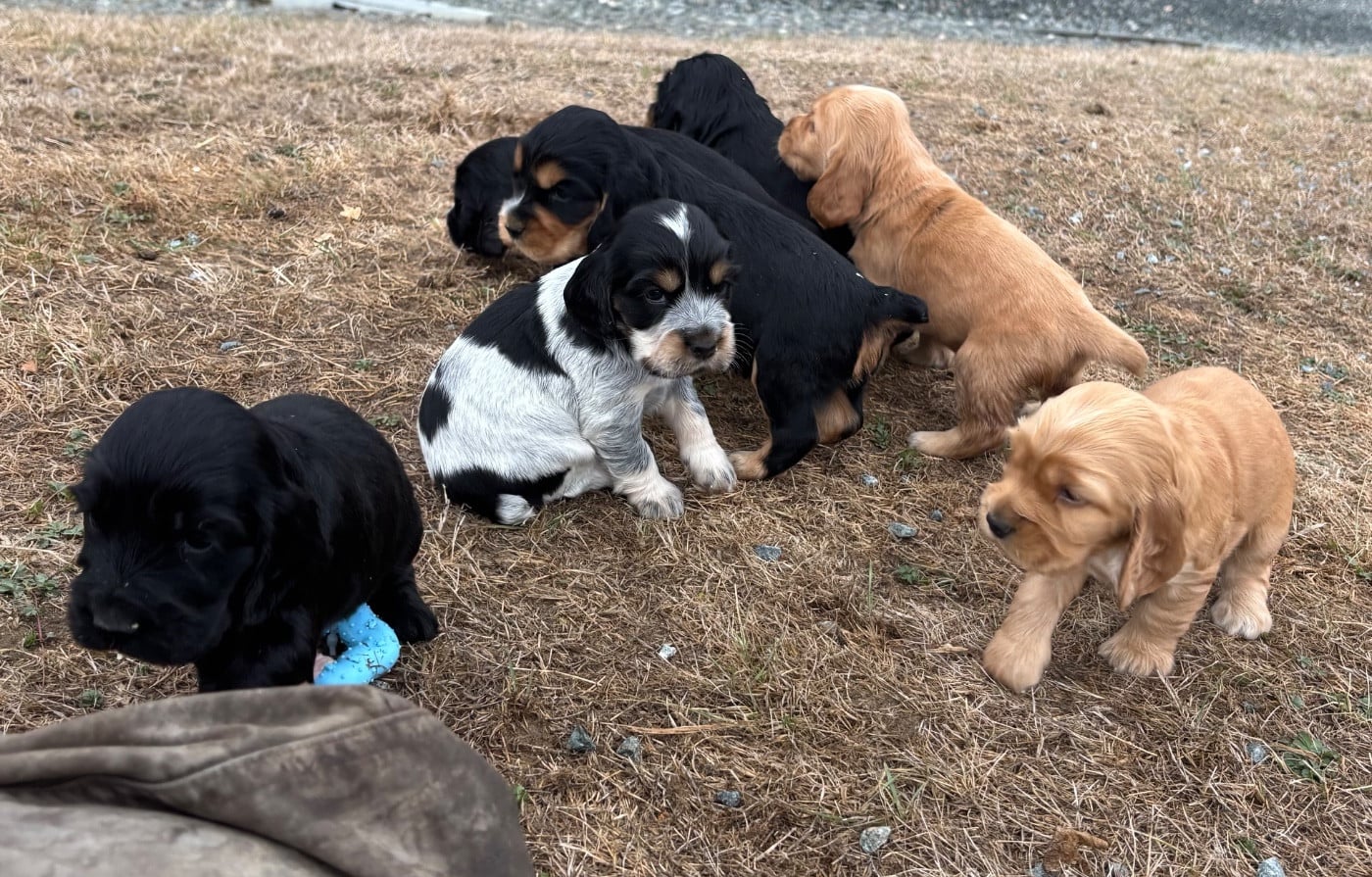 Cocker Spaniel Anglais - des Etangs de Dame Blanche