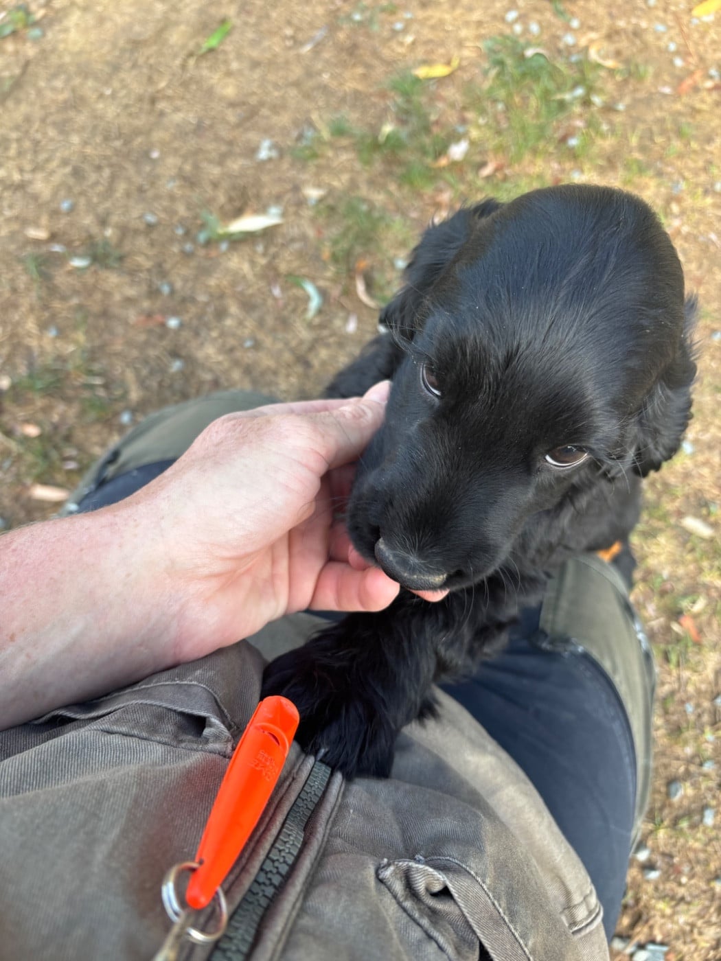 Cocker Spaniel Anglais - des Etangs de Dame Blanche