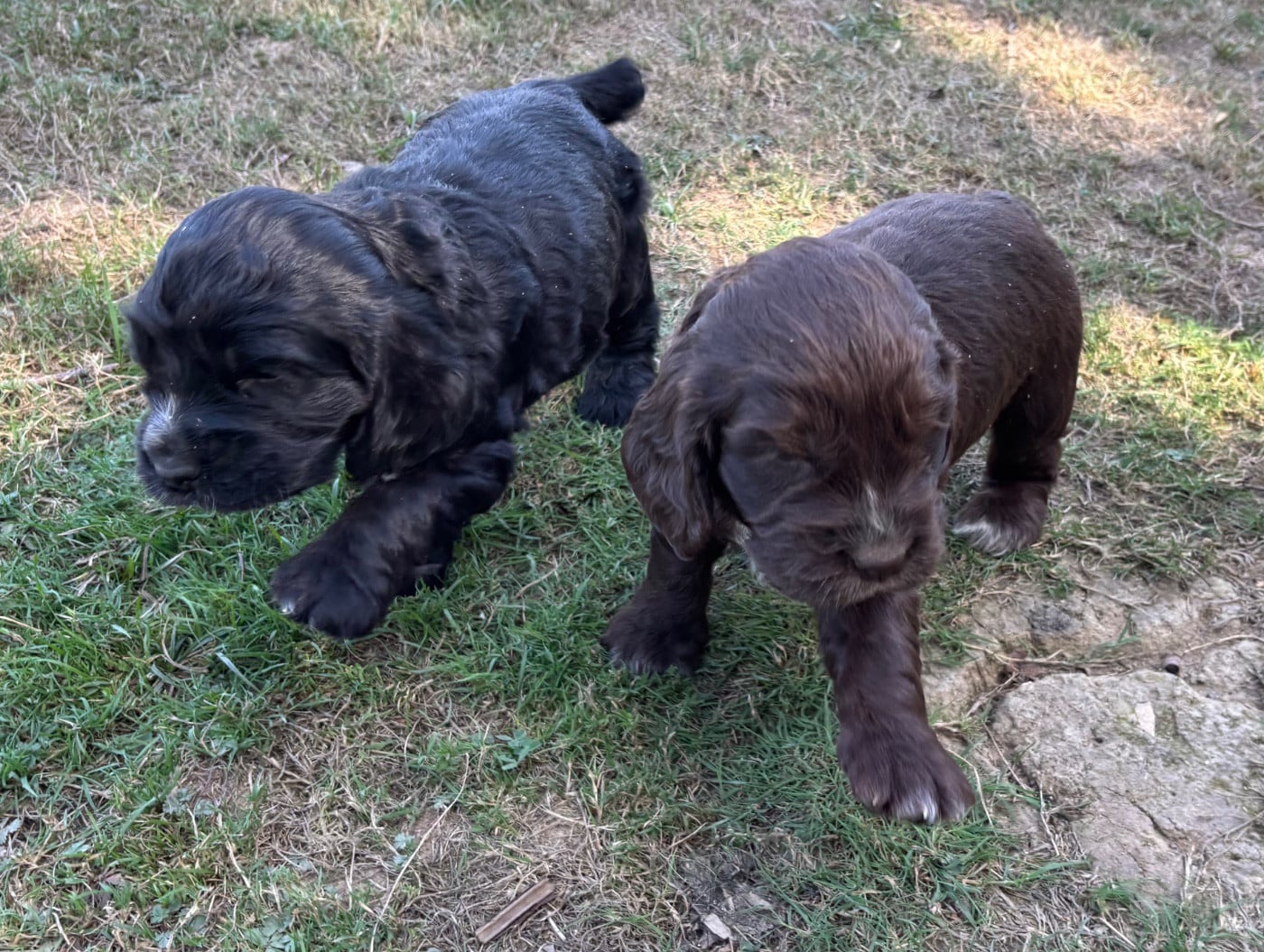 Cocker Spaniel Anglais - des Etangs de Dame Blanche