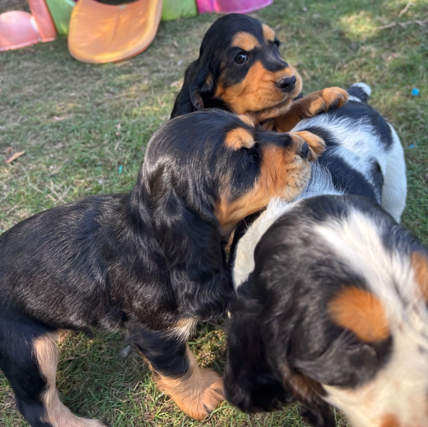 Cocker Spaniel Anglais - des Etangs de Dame Blanche