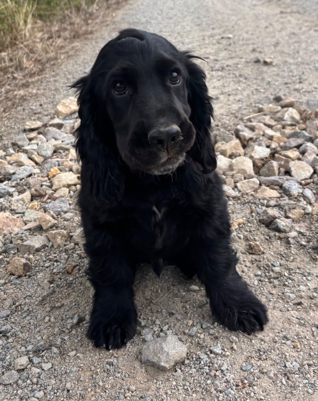 Cocker Spaniel Anglais - des Etangs de Dame Blanche