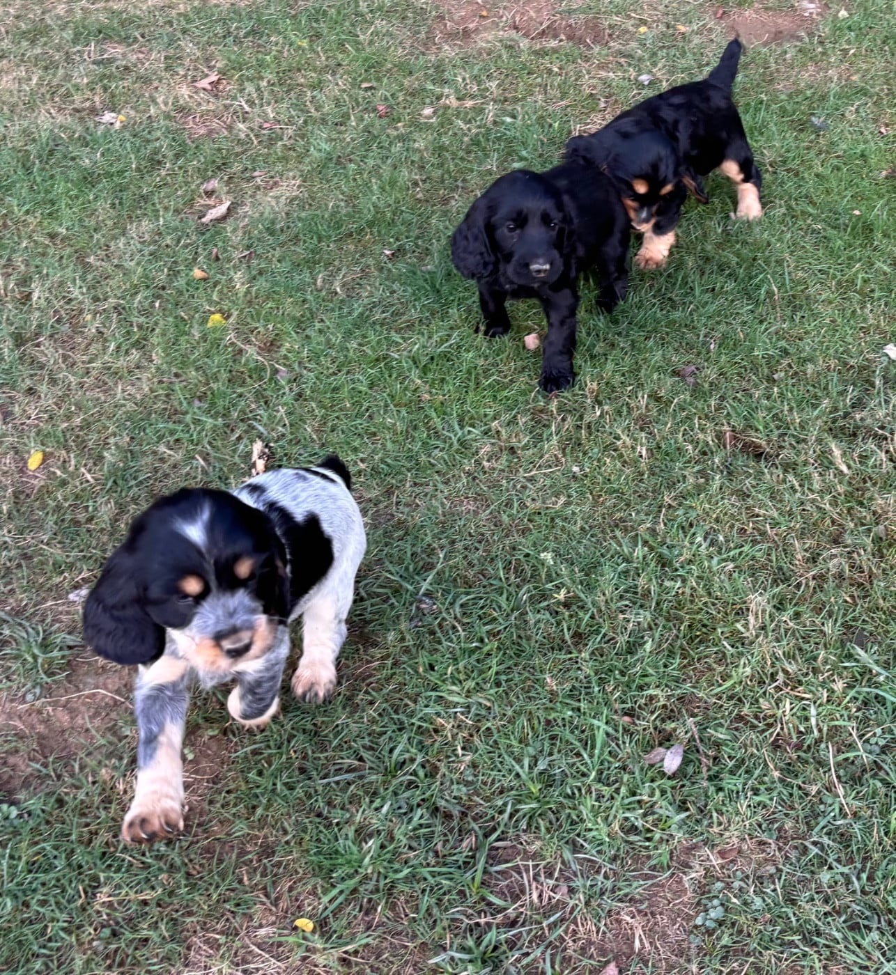Cocker Spaniel Anglais - des Etangs de Dame Blanche
