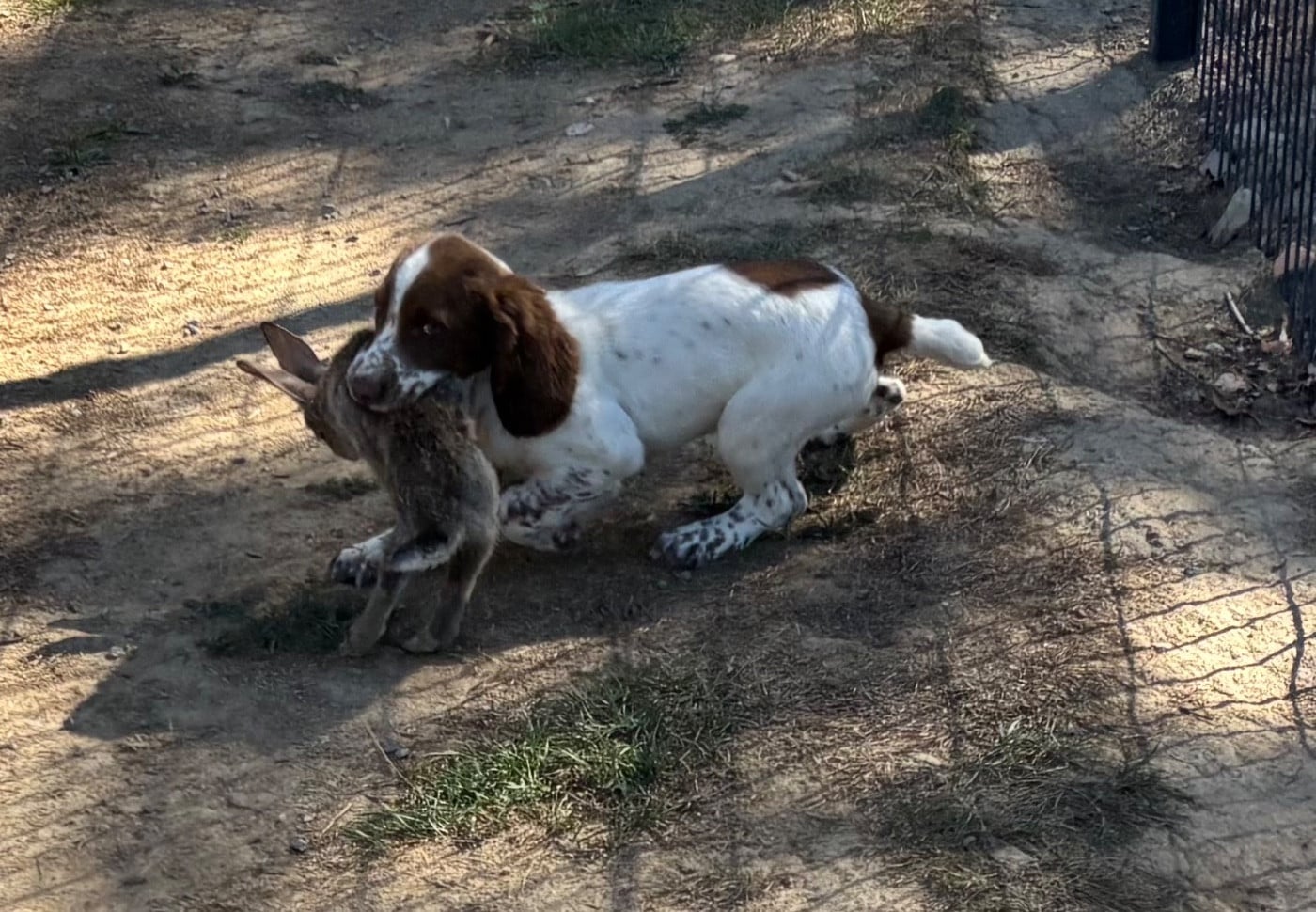 English Springer Spaniel - des Etangs de Dame Blanche