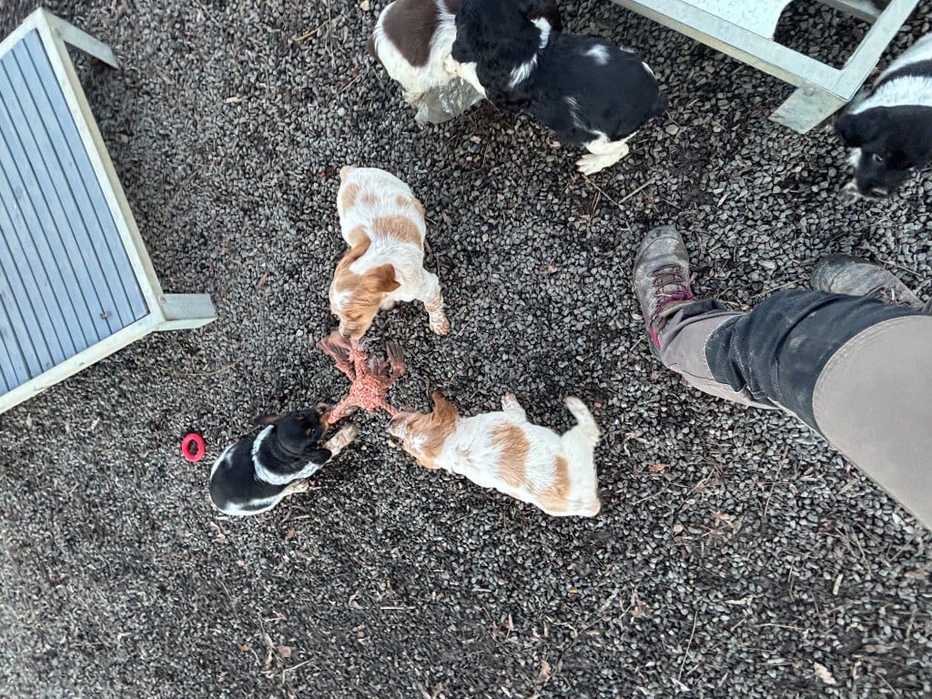 Epagneul Breton - des Etangs de Dame Blanche
