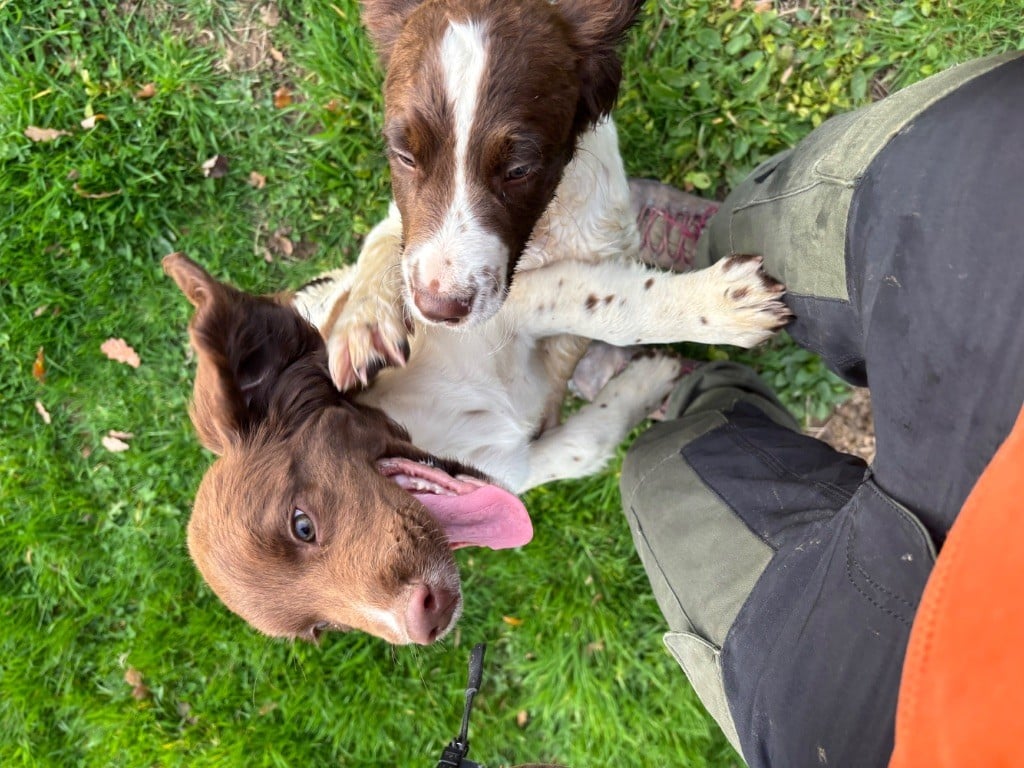 English Springer Spaniel - des Etangs de Dame Blanche