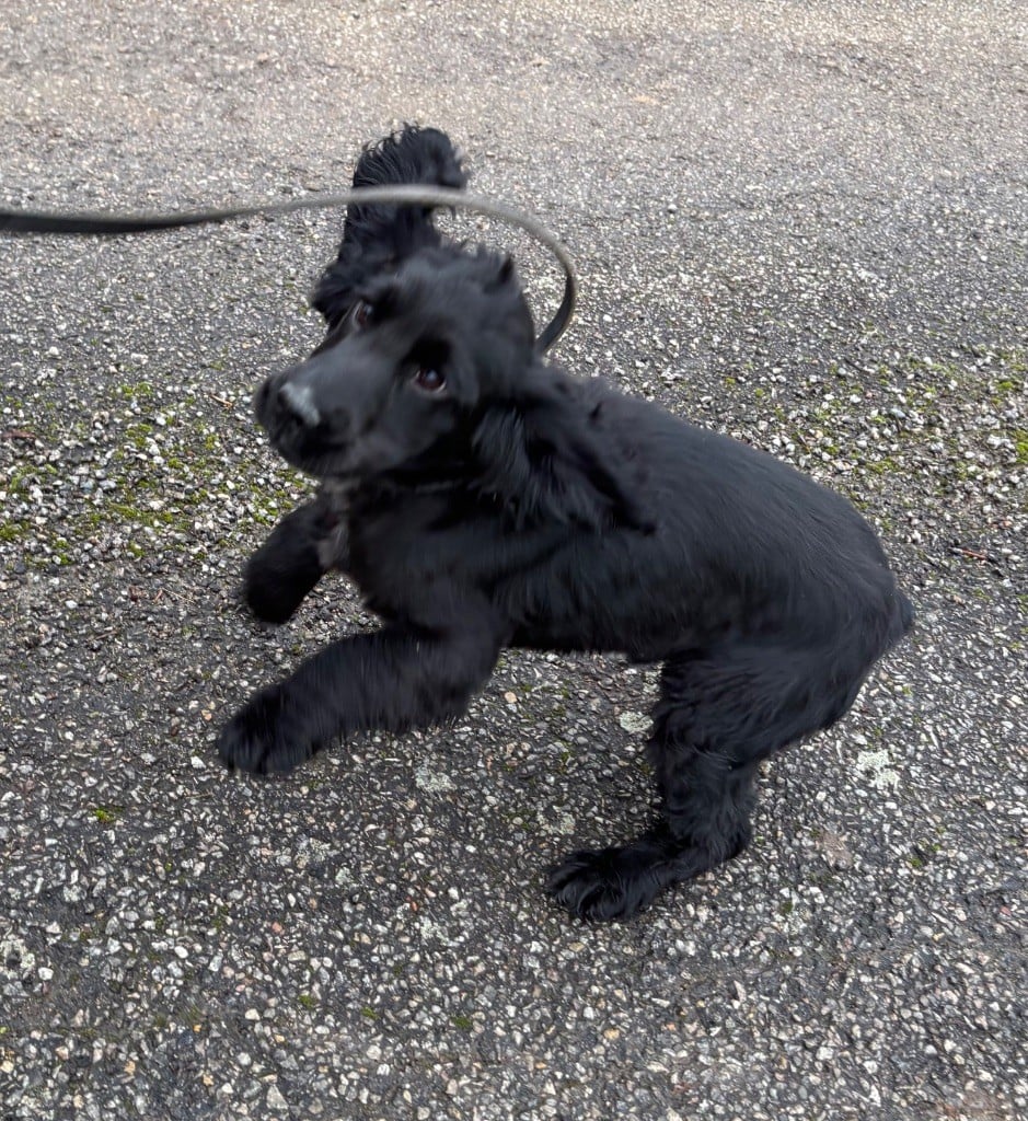 Cocker Spaniel Anglais - des Etangs de Dame Blanche
