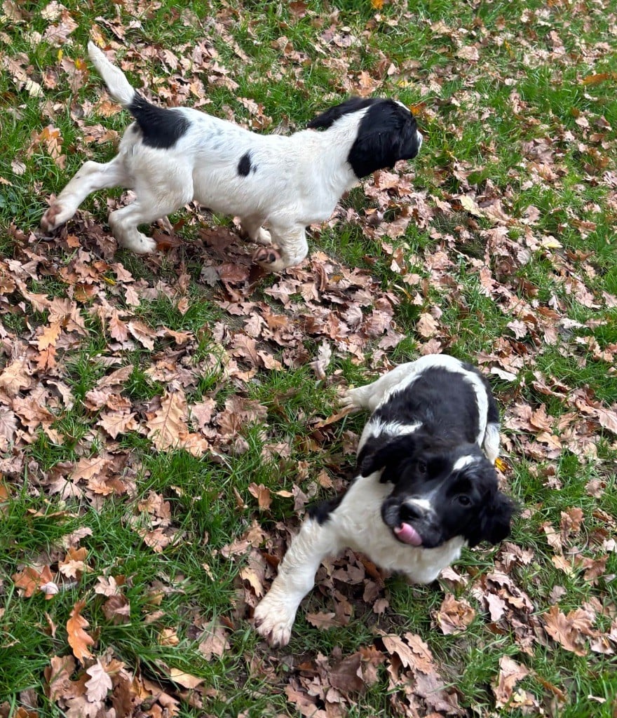 English Springer Spaniel - des Etangs de Dame Blanche
