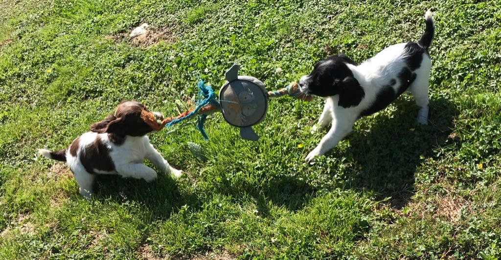 des Etangs de Dame Blanche - English Springer Spaniel - Portée née le 18/05/2020