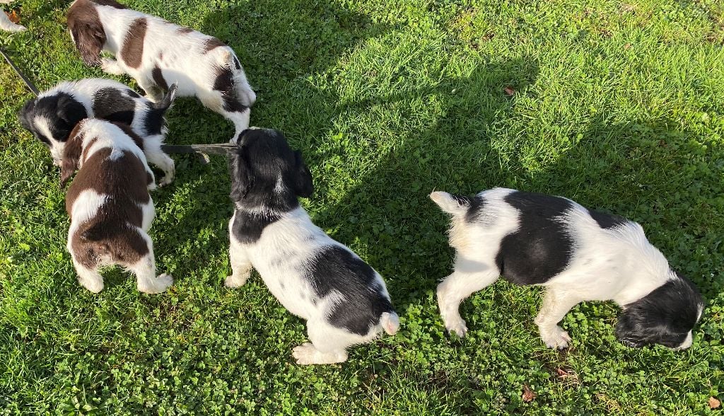 chiot English Springer Spaniel des Etangs de Dame Blanche
