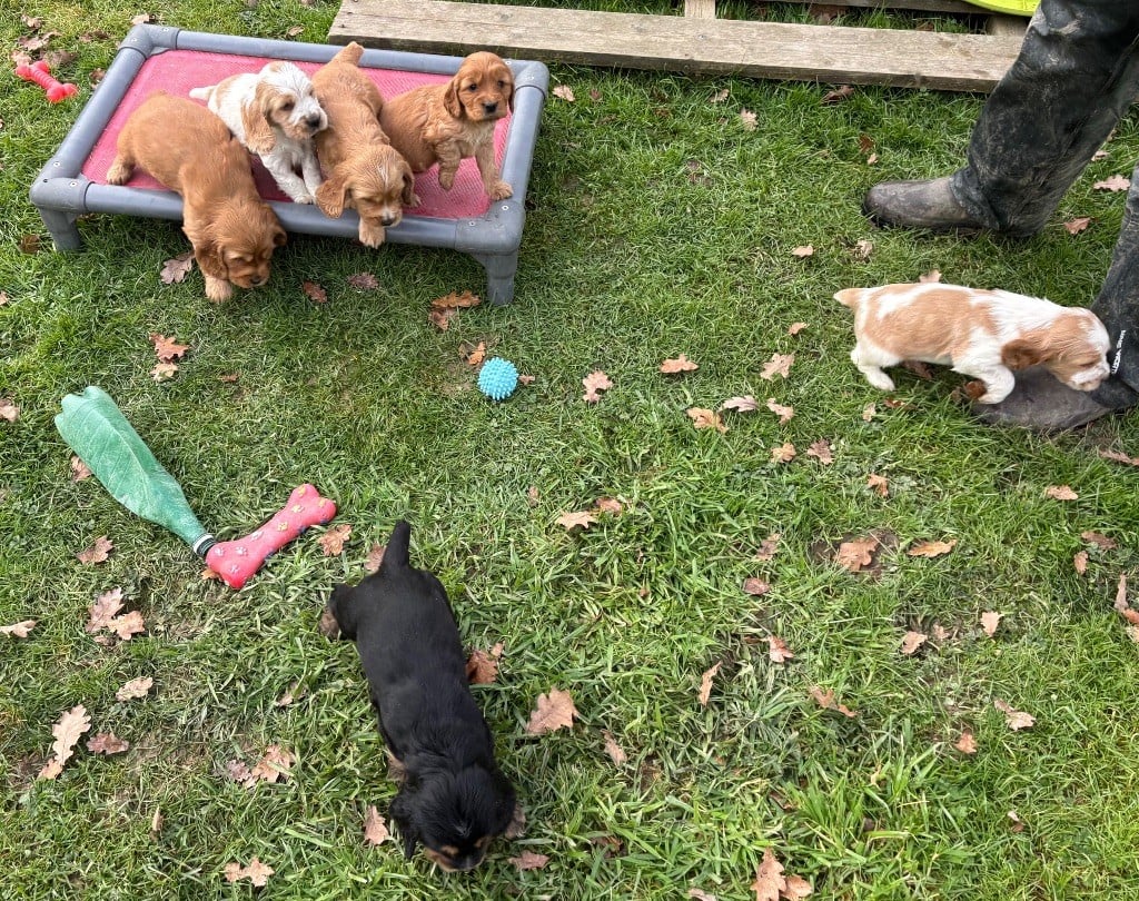 Cocker Spaniel Anglais - des Etangs de Dame Blanche