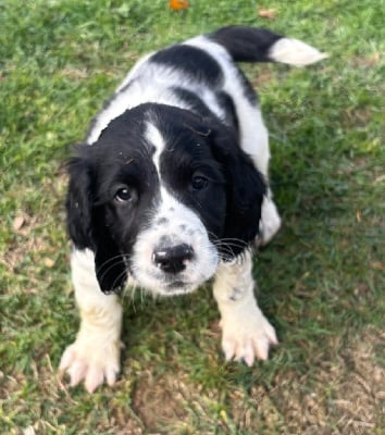 Les chiots de English Springer Spaniel