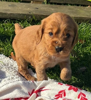 Les chiots de Cocker Spaniel Anglais