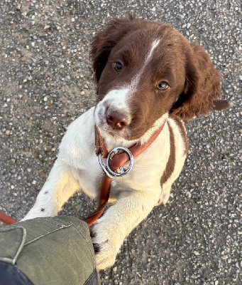 Les chiots de English Springer Spaniel