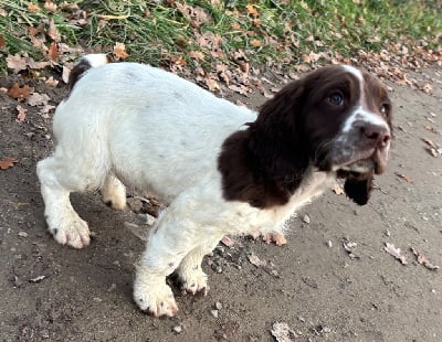 Les chiots de English Springer Spaniel