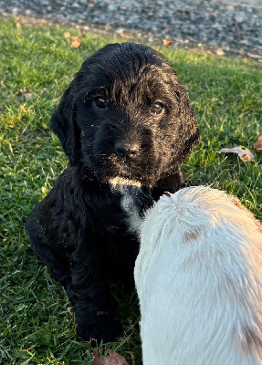 Les chiots de Cocker Spaniel Anglais