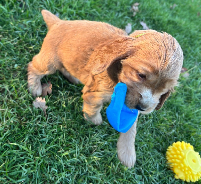 Les chiots de Cocker Spaniel Anglais