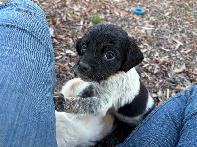 Les chiots de Epagneul Breton
