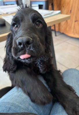Les chiots de Cocker Spaniel Anglais