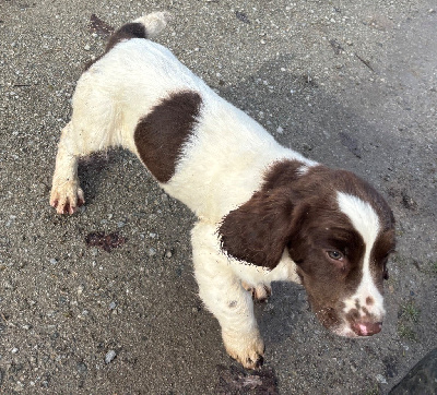 Les chiots de English Springer Spaniel