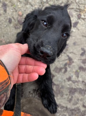 Les chiots de Cocker Spaniel Anglais