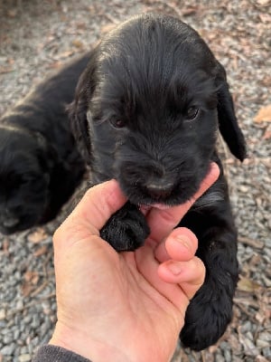 Les chiots de Cocker Spaniel Anglais