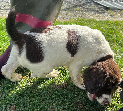 Les chiots de English Springer Spaniel