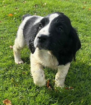 Les chiots de English Springer Spaniel