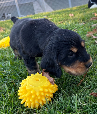 Les chiots de Cocker Spaniel Anglais