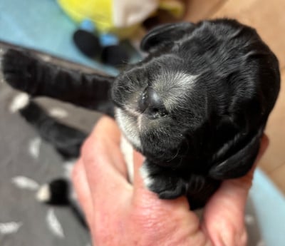 Les chiots de Cocker Spaniel Anglais