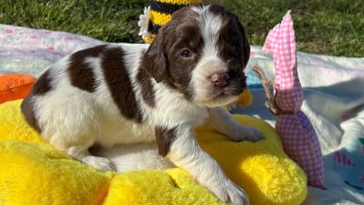 Les chiots de English Springer Spaniel