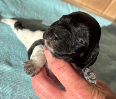 Les chiots de Epagneul Breton
