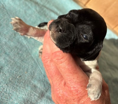 Les chiots de Epagneul Breton