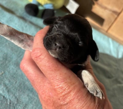 Les chiots de Epagneul Breton