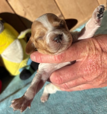 Les chiots de Epagneul Breton