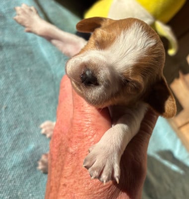 Les chiots de Epagneul Breton