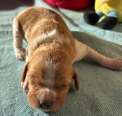 Les chiots de Epagneul Breton