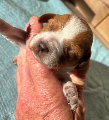 Les chiots de Epagneul Breton