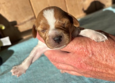Les chiots de Epagneul Breton