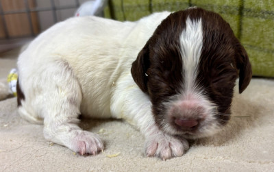 B...................... - English Springer Spaniel