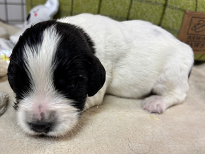 B............ - English Springer Spaniel