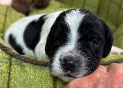 B................. - English Springer Spaniel