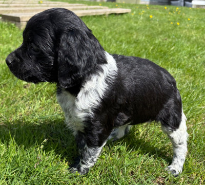Les chiots de Epagneul Breton