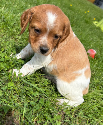 Les chiots de Epagneul Breton