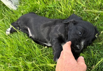 Les chiots de Cocker Spaniel Anglais