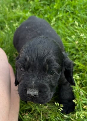 Les chiots de Cocker Spaniel Anglais